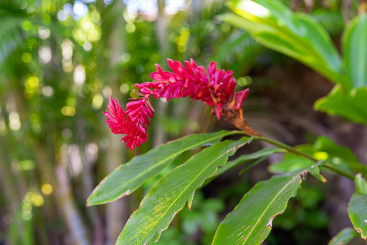 Noahs Hideaway Luxury B&B Lahaina Dış mekan fotoğraf